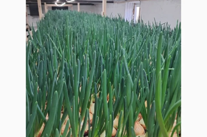 Зелена цибуля 45-55 см. Самовивіз з Коростеня- фото № 1