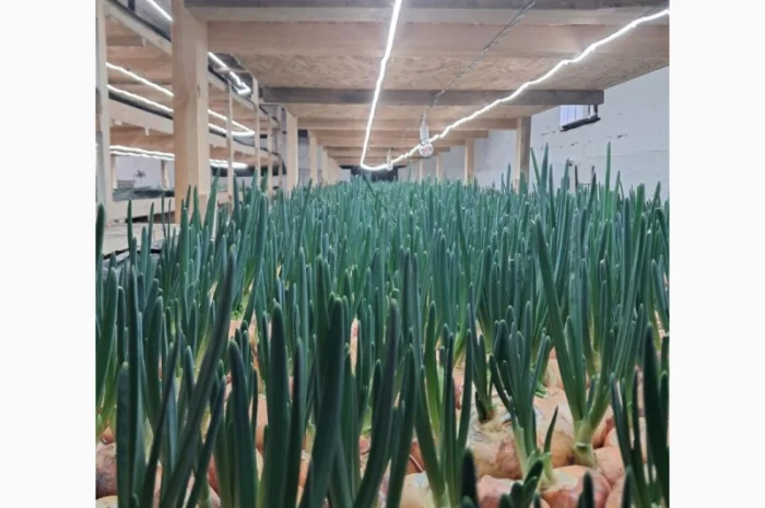 Зелена цибуля 45-55 см. Самовивіз з Коростеня- фото № 2