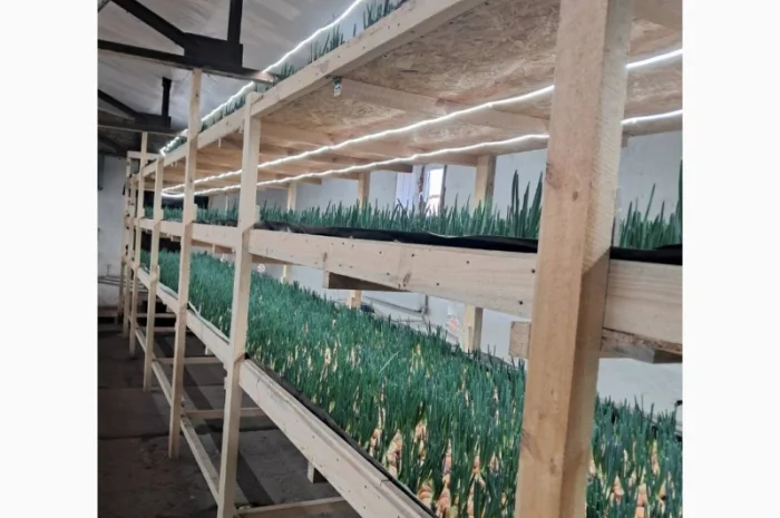 Зелена цибуля 45-55 см. Самовивіз з Коростеня- фото № 3