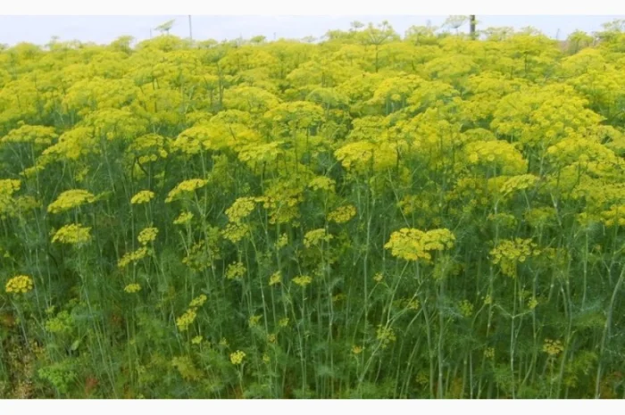 Продажа кропа зелёного и парасольки- фото № 3