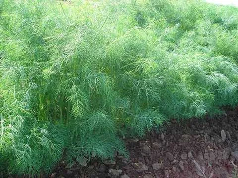 Продажа кропа зелёного и парасольки- фото № 1