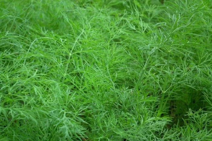 Продажа кропа зелёного и парасольки- фото № 2