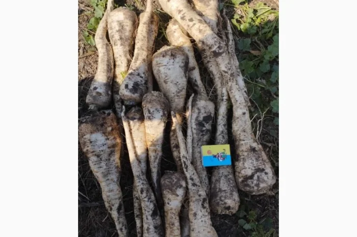 Продаю корень петрушки- фото № 1