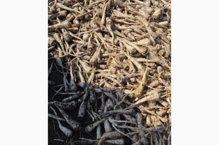 Продаю корень петрушки- фото № 2