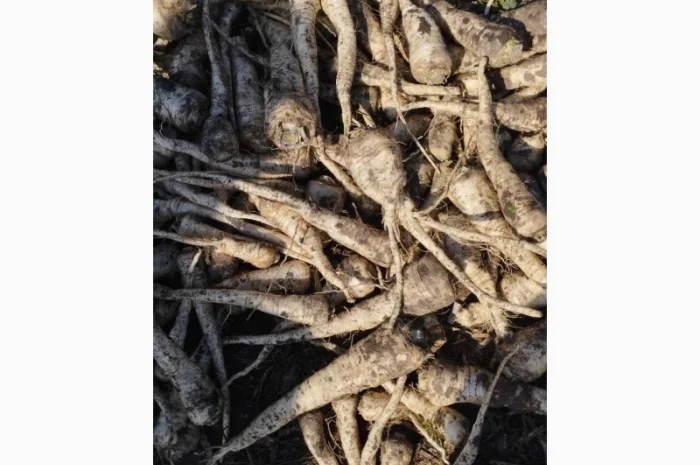 Продаю корень петрушки- фото № 3