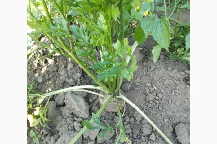 Продаю корень петрушки- фото № 4