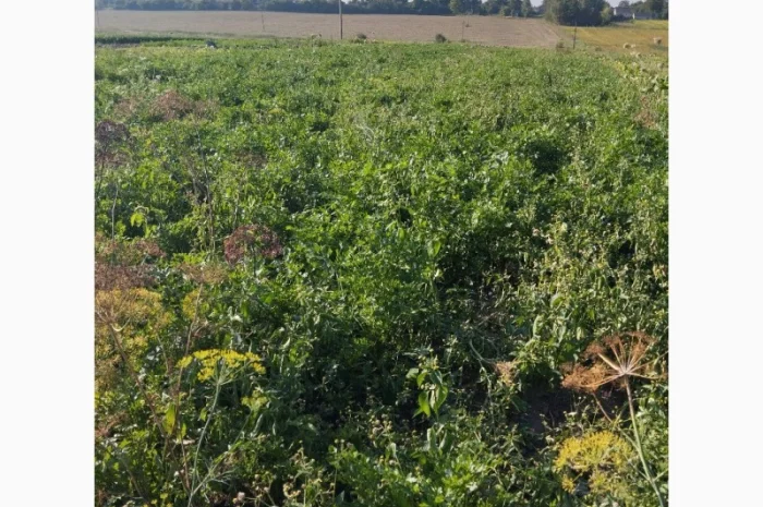 Продаю корень петрушки- фото № 5