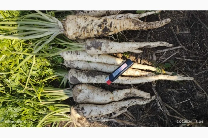 Продаю корень петрушки- фото № 6