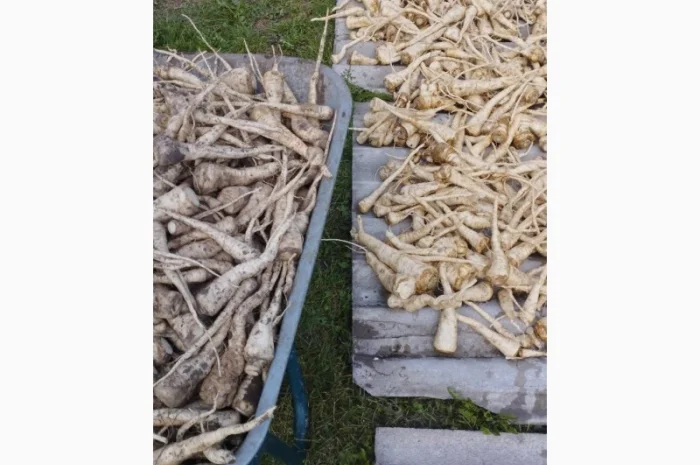 Продаю корень петрушки- фото № 7