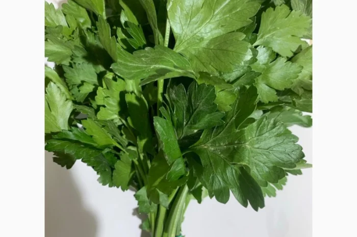 Свежая петрушка на продажу- фото № 1