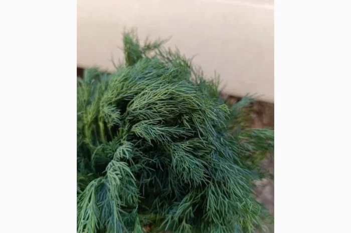 Свіжий кріп на продажу- фото № 1