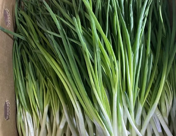 Продажа зеленой цибулі- фото № 1