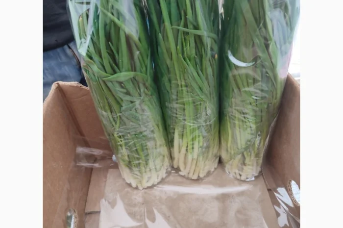 Продаж зеленої цибулі перо- фото № 1