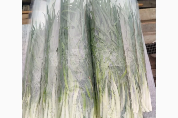 Продаж зеленої цибулі перо- фото № 2