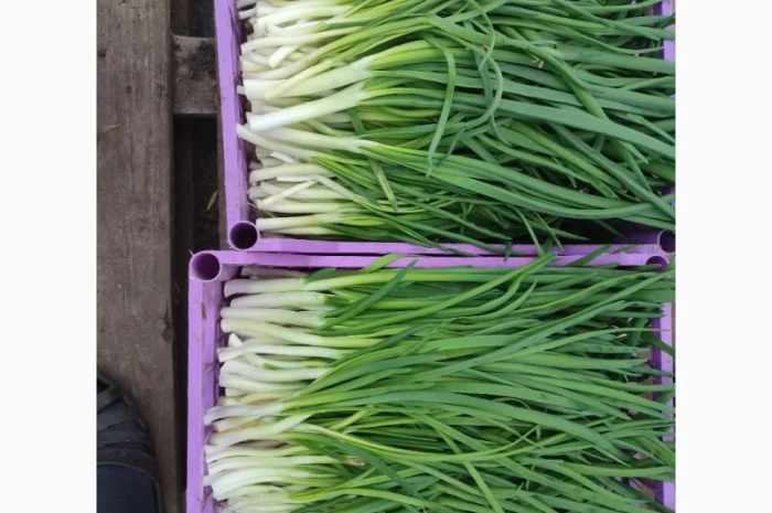 Продаж зеленої цибулі перо- фото № 3