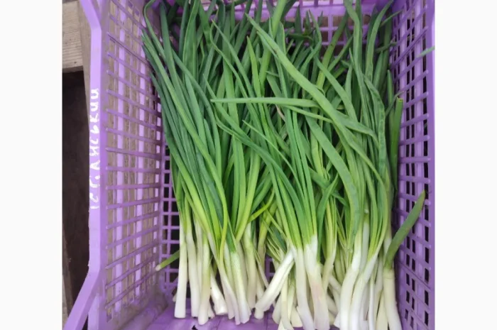 Продаж зеленої цибулі перо- фото № 4