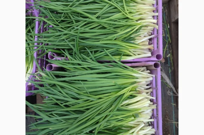 Продаж зеленої цибулі перо- фото № 5