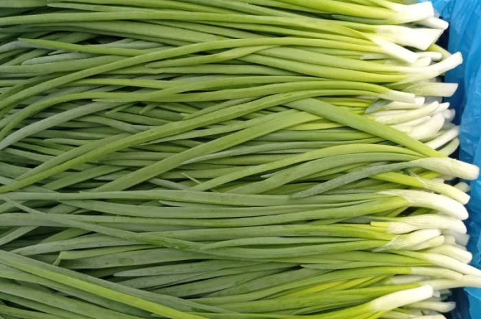 Продаж лука перо- фото № 1