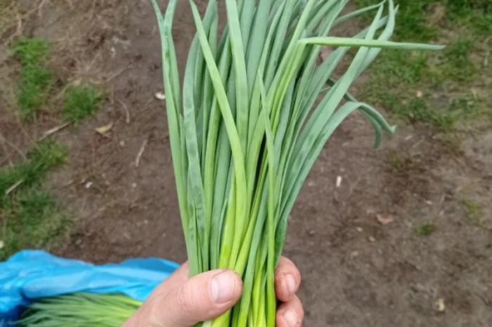 Продаж лука перо- фото № 2