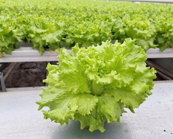 Продаж свіжих салатів та зелені цілий рік- фото № 3