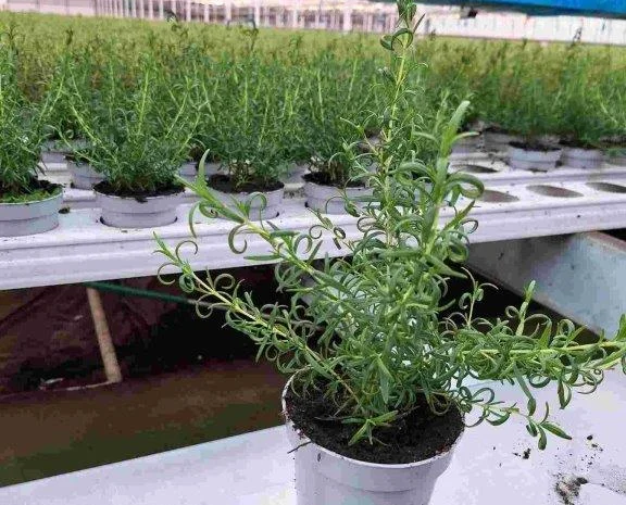 Продаж свіжих салатів та зелені цілий рік- фото № 5