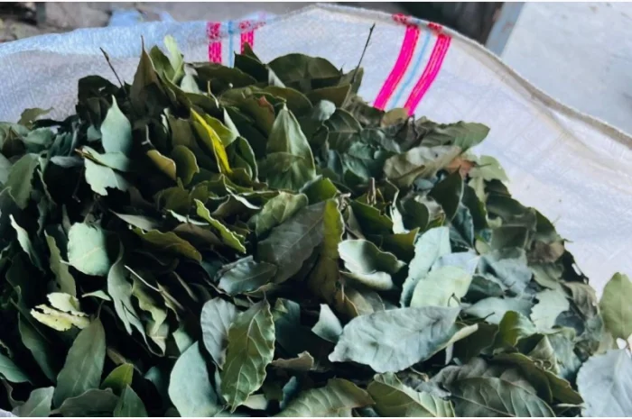 Лавровий лист 2024 року- фото № 1