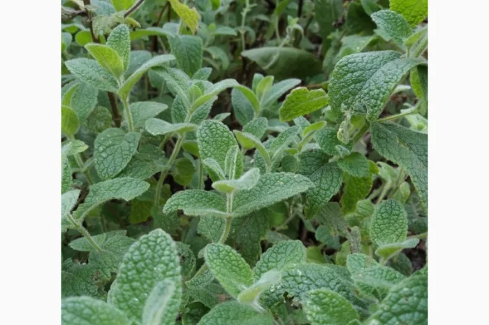 Мяты-Аристократка, Омбало, Корсиканская, Удайчанка, Черничка и другие редкие сорта- фото № 1