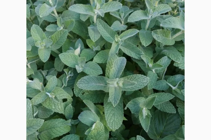 Мяты-Аристократка, Омбало, Корсиканская, Удайчанка, Черничка и другие редкие сорта- фото № 2