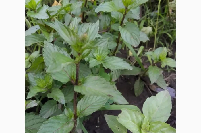 Мяты-Аристократка, Омбало, Корсиканская, Удайчанка, Черничка и другие редкие сорта- фото № 3