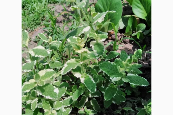 Мяты-Аристократка, Омбало, Корсиканская, Удайчанка, Черничка и другие редкие сорта- фото № 4