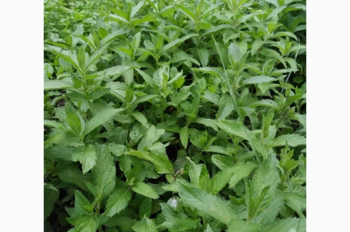 Мяты-Аристократка, Омбало, Корсиканская, Удайчанка, Черничка и другие редкие сорта- фото № 5