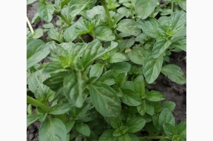 Мяты-Аристократка, Омбало, Корсиканская, Удайчанка, Черничка и другие редкие сорта- фото № 6