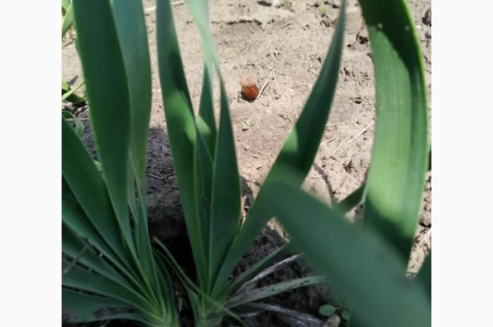 Многолетние луки- Слизун, Китайский, Джусай, Душистый, Поникающий, Шнитт и др- фото № 1