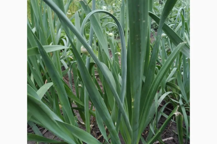 Многолетние луки- Слизун, Китайский, Джусай, Душистый, Поникающий, Шнитт и др- фото № 2