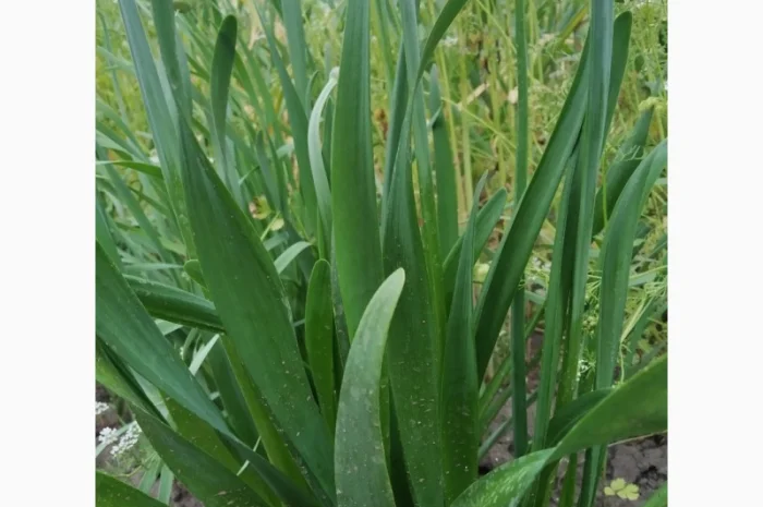 Многолетние луки- Слизун, Китайский, Джусай, Душистый, Поникающий, Шнитт и др- фото № 3