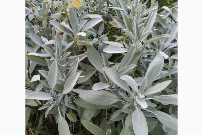 Пряно-острая зелень на продажу- фото № 1