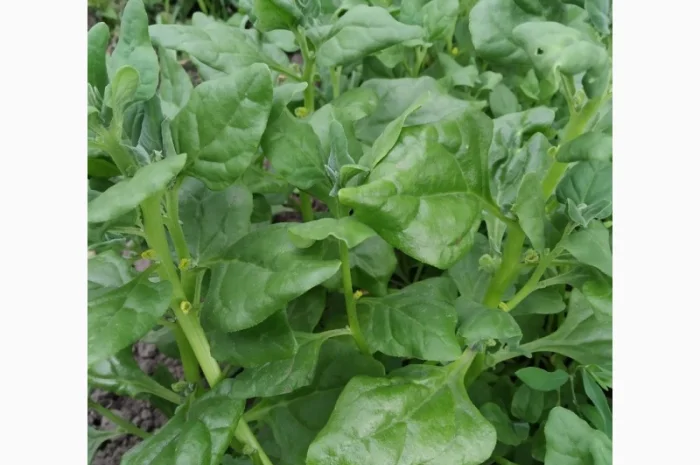 Пряно-острая зелень на продажу- фото № 2