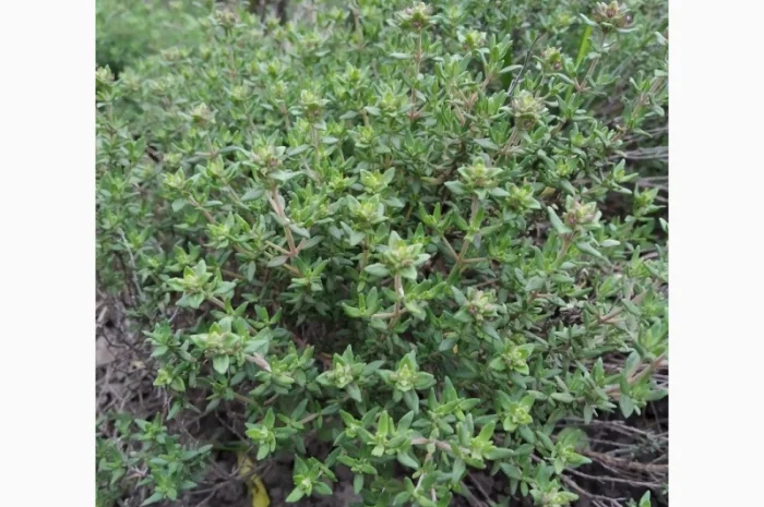 Пряно-острая зелень на продажу- фото № 4