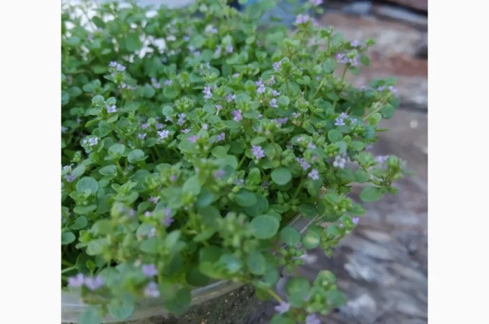 Продаж М'ята Корсиканська- фото № 1