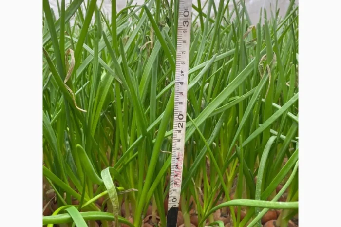 Куплю зеленую цибулю- фото № 1