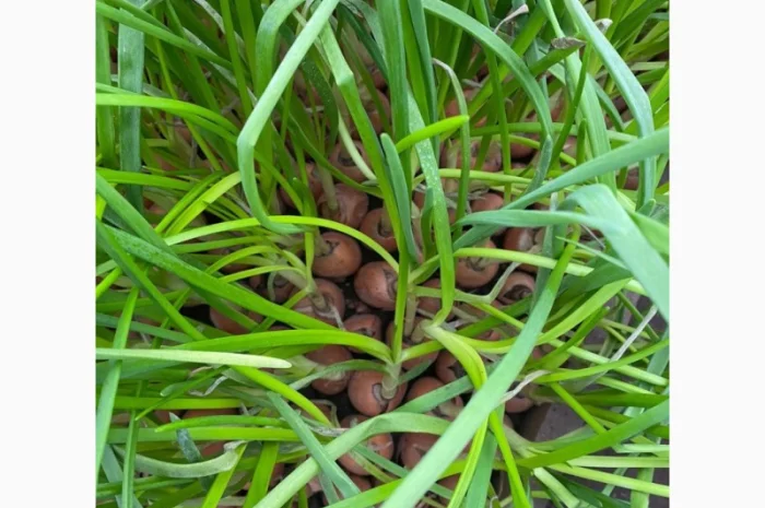 Куплю зеленую цибулю- фото № 2