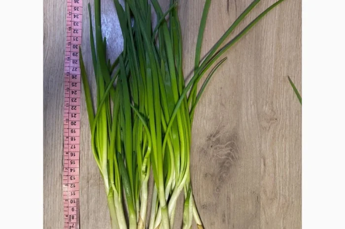 Куплю зеленую цибулю- фото № 3