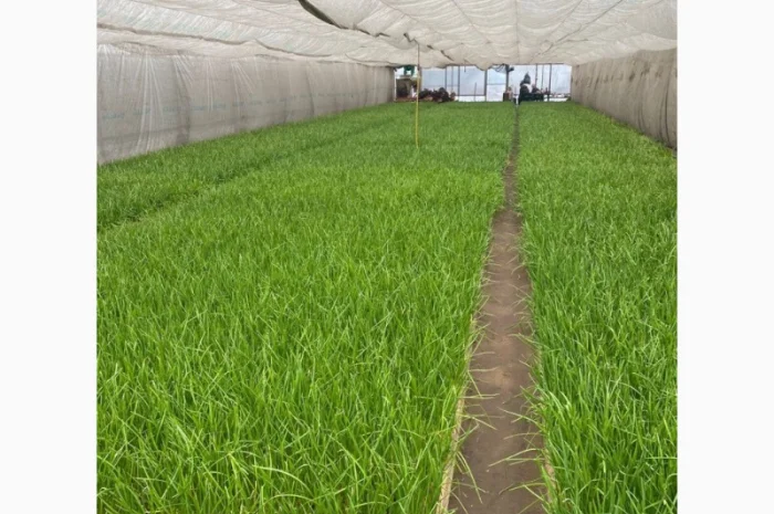 Куплю зеленую цибулю- фото № 4