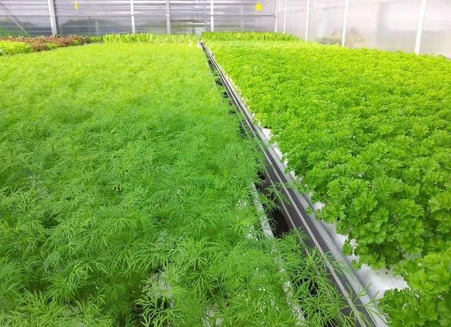 Куплю укроп и другую зелень- фото № 1