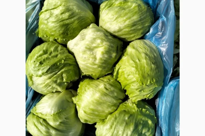 Продаж салату айсберг з Єгипту- фото № 1