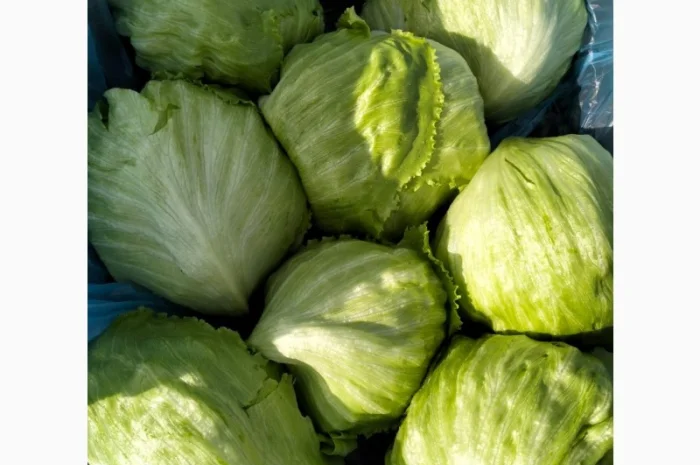 Продаж салату айсберг з Єгипту- фото № 2