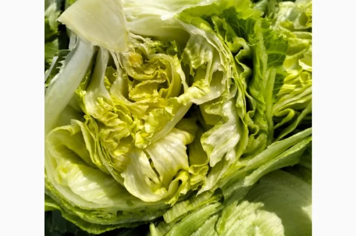 Продаж салату айсберг з Єгипту- фото № 3