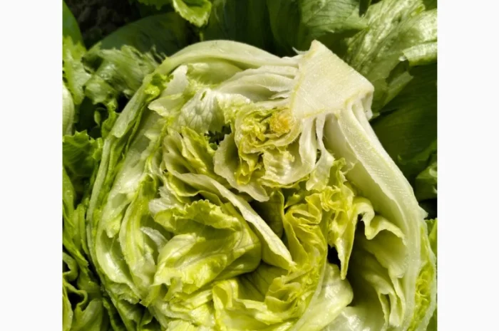 Продаж салату айсберг з Єгипту- фото № 4