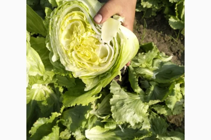 Продаж салату айсберг з Єгипту- фото № 5