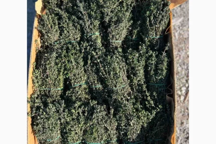 Свіжий чебрець (тимʼян) оптом- фото № 1